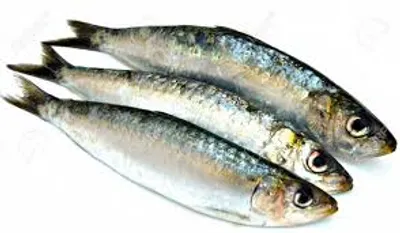 Illustration sardine - Image 2