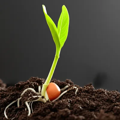 Hình ảnh minh họa quickening