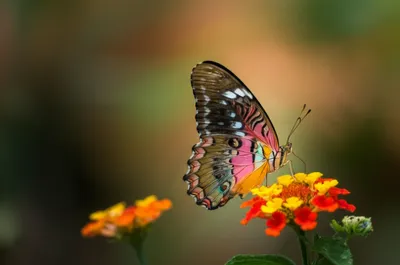 Illustration marking - Image 1