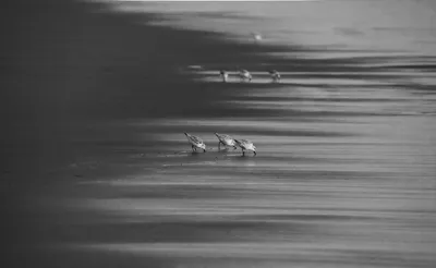 Illustration sandpiper - Image 2