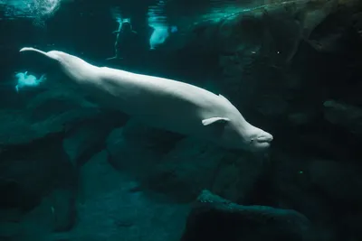 Illustration belugas - Image 2