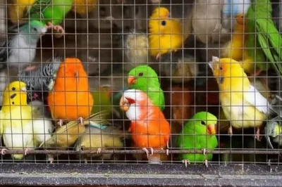 Illustration mow - Image 1