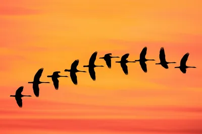 Illustration coheres - Image 1