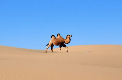 Illustration humped - Image 1