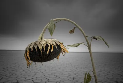 Illustration grieve - Image 1