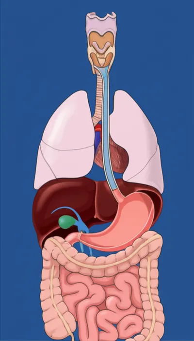 Illustration oesophagus