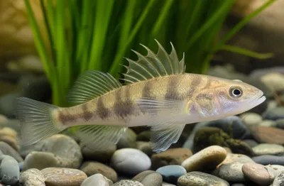 Illustration ruff - Image 1