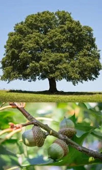 Illustration oak - Image 2