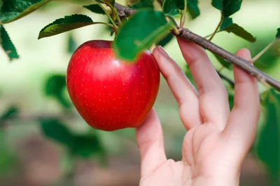 Illustration vicinity - Image 1