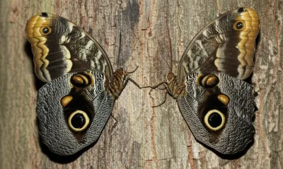 Illustration dimorphic - Image 1