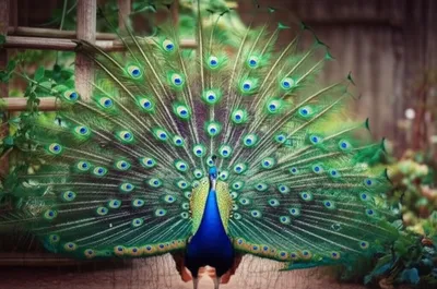 Illustration peas - Image 1