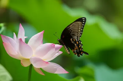 Illustration mormon - Image 1