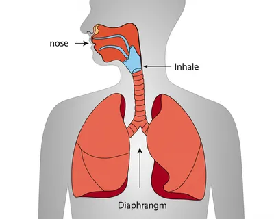 Illustration inhale - Image 1