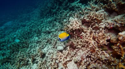 Illustration dive - Image 1