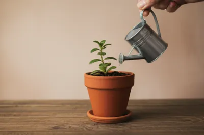 Illustration nurses - Image 1