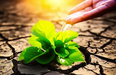 Illustration curing - Image 1