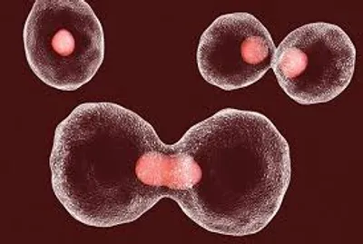 Illustration clone - Image 2