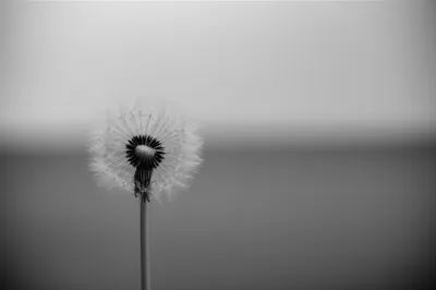 Illustration softest - Image 1