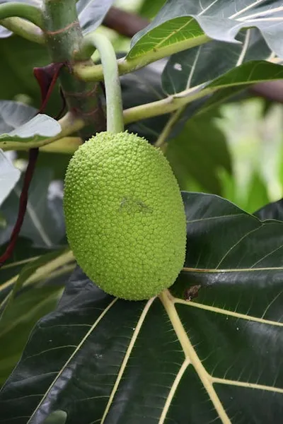 Illustration breadfruit - Image 2