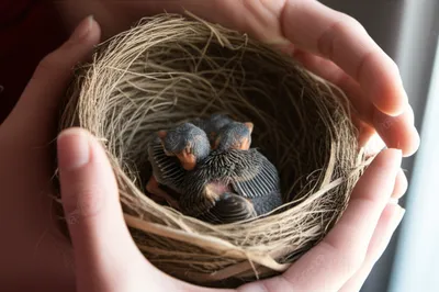 Illustration tenderness - Image 1