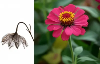 Illustration thinner - Image 1