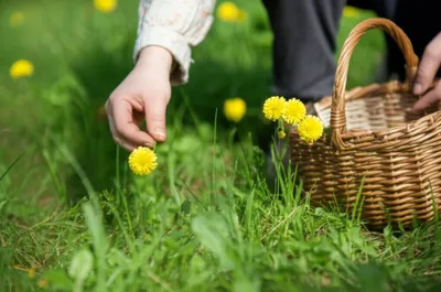 Illustration primrose - Image 1