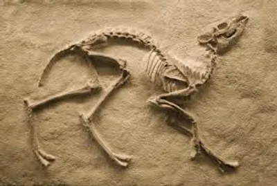 Illustration fossil - Image 2