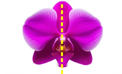 Illustration axis - Image 1