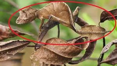 Illustration cryptic - Image 2