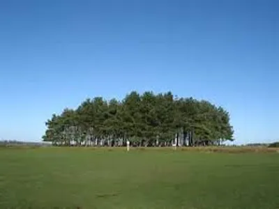 Illustration clump - Image 2