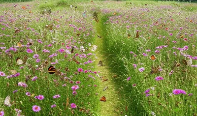 Illustration uncut - Image 1