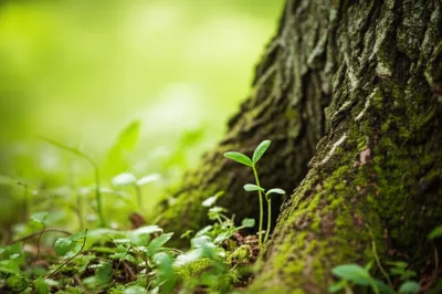 Illustration puny - Image 1