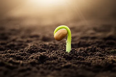 Illustration started - Image 1