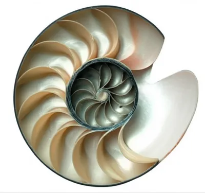 Illustration septa - Image 1