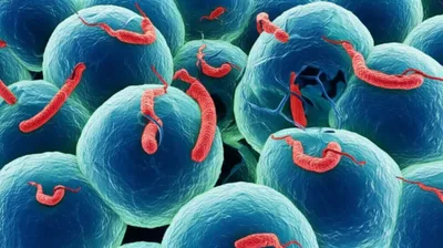 Illustration treponema