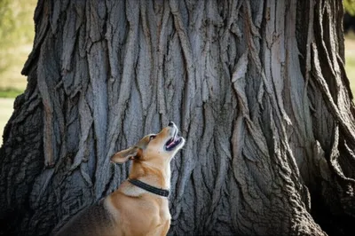 Illustration barked - Image 1