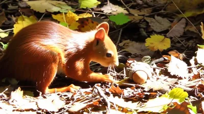 Illustration foraging - Image 1