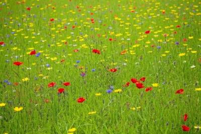 Illustration interspersed - Image 1