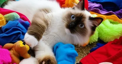 Illustration ragamuffin - Image 1