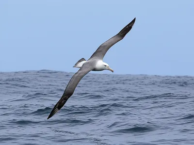 Illustration nomad - Image 1