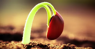 Illustration germinal - Image 1