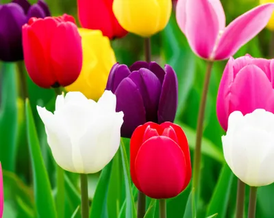 Illustration tulip - Image 1