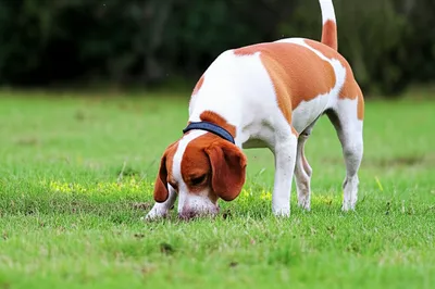 Illustration rangers - Image 1