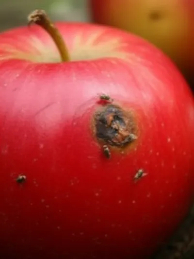 Illustration flyblown - Image 1