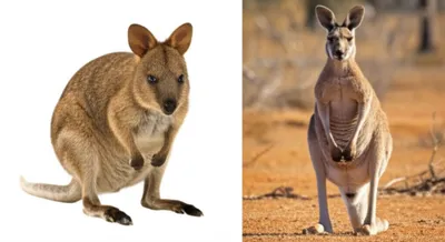 Illustration wallaby