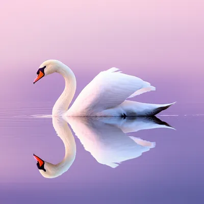 Illustration glide - Image 1