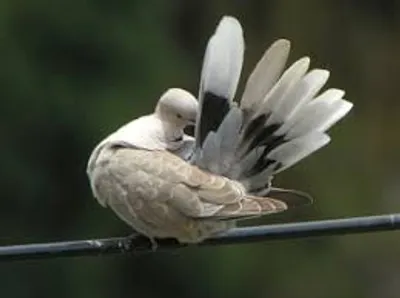 Illustration preen - Image 2