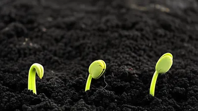 Illustration swollen - Image 1