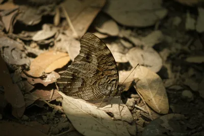 Illustration grayling - Image 1