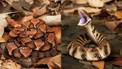 Illustration moccasins - Image 1